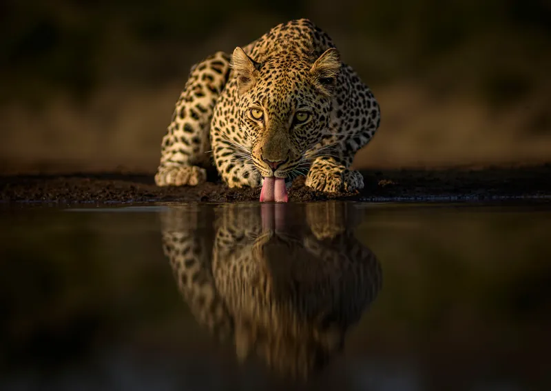 A leopard crouched at the edge of a waterhole, drinking, its face and shoulders mirrored in the still water.
